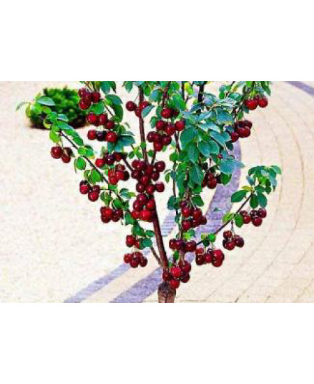 Вишня колоновидная Ашинский гибрид Вишня колоновидная Ашинский гибрид