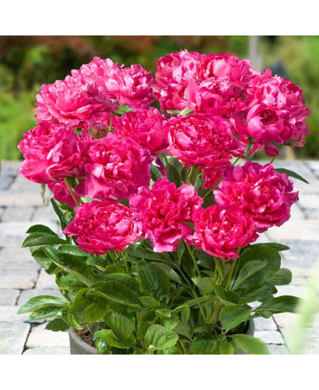 Пион Букет Перфект Пион Букет Перфект