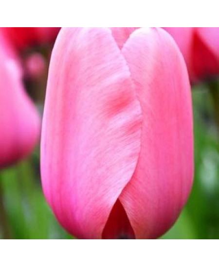 Тюльпан дарвинов гибрид "Пинк Импрешн" (Pink Impression) 3шт в упаковке (размер 11/12) Тюльпан дарвинов гибрид "Пинк Импрешн" (Pink Impression) 3шт в упаковке (размер 11/12)