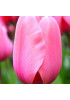 Тюльпан дарвинов гибрид "Пинк Импрешн" (Pink Impression) 3шт в упаковке (размер 11/12) Тюльпан дарвинов гибрид "Пинк Импрешн" (Pink Impression) 3шт в упаковке (размер 11/12)