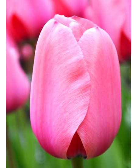 Тюльпан дарвинов гибрид "Пинк Импрешн" (Pink Impression) 3шт в упаковке (размер 11/12) Тюльпан дарвинов гибрид "Пинк Импрешн" (Pink Impression) 3шт в упаковке (размер 11/12)