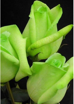 Роза чайно-гибридная Супер грин