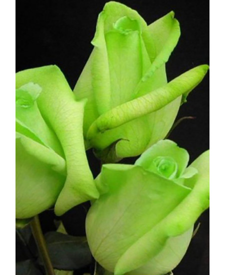 Роза чайно-гибридная Супер грин Роза чайно-гибридная Супер грин