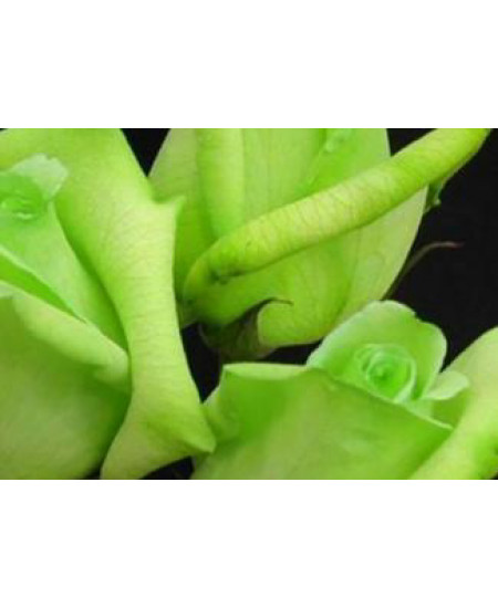 Роза чайно-гибридная Супер грин Роза чайно-гибридная Супер грин