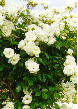 Роза плетистая Айсберг