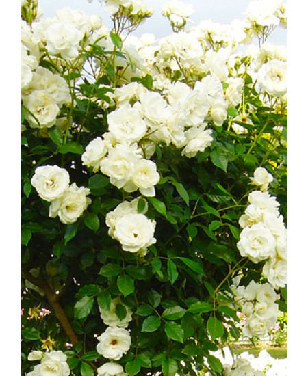 Роза плетистая Айсберг Роза плетистая Айсберг