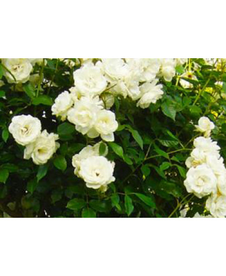 Роза плетистая Айсберг Роза плетистая Айсберг