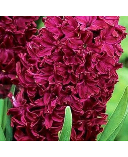 Гиацинт садовый "Вудсток" (Woodstock) 3шт в упаковке (размер 14/15) Гиацинт садовый "Вудсток" (Woodstock) 3шт в упаковке (размер 14/15)