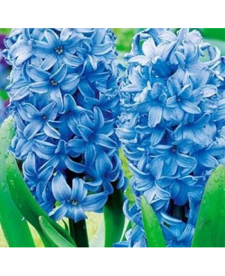 Гиацинт "Delft Blue" 3шт в упаковке Гиацинт "Delft Blue" 3шт в упаковке