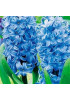 Гиацинт "Delft Blue" 3шт в упаковке Гиацинт "Delft Blue" 3шт в упаковке