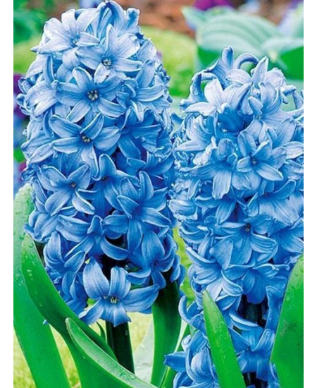 Гиацинт "Delft Blue" 3шт в упаковке Гиацинт "Delft Blue" 3шт в упаковке