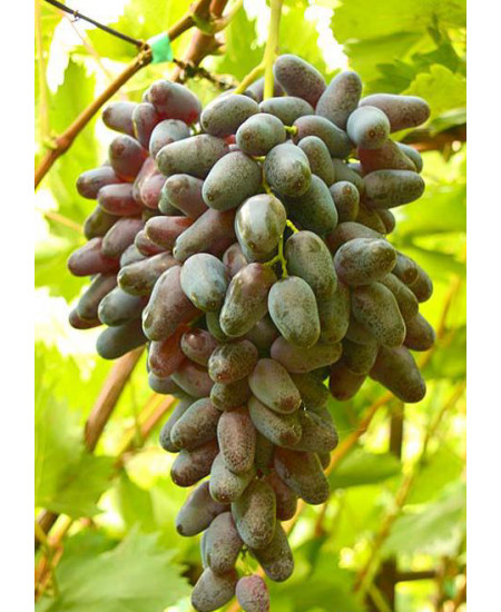 Виноград Памяти Негруля Виноград Памяти Негруля
