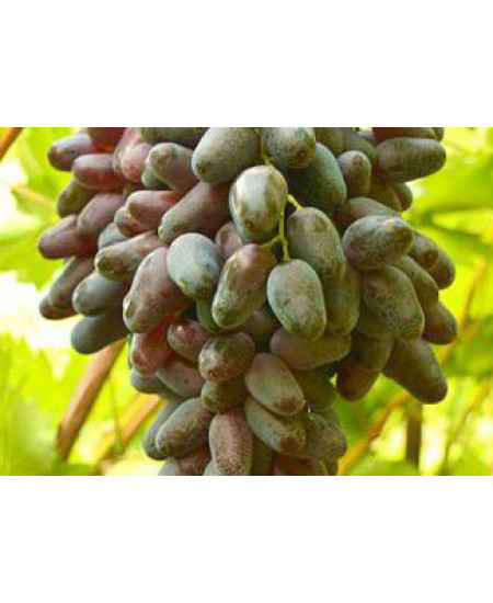 Виноград Памяти Негруля Виноград Памяти Негруля