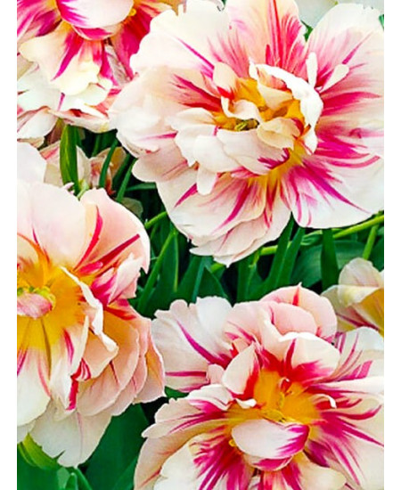 Тюльпан махровый ранний "Флеминг Маргарита" (Flaming Margarita) 3шт в упаковке (размер 12/+) Тюльпан махровый ранний "Флеминг Маргарита" (Flaming Margarita) 3шт в упаковке (размер 12/+)