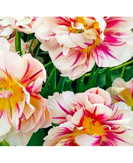 Тюльпан махровый ранний "Флеминг Маргарита" (Flaming Margarita) 3шт в упаковке (размер 12/+) Тюльпан махровый ранний "Флеминг Маргарита" (Flaming Margarita) 3шт в упаковке (размер 12/+)