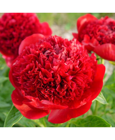 Пион травянистый Мадам Годишо Пион травянистый Мадам Годишо