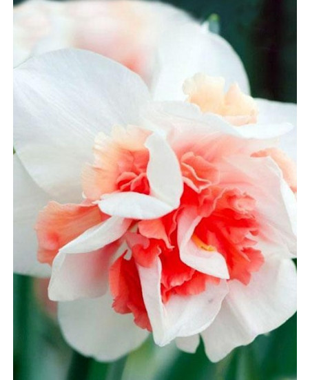 Нарцисс "Rosy Cloud" 3шт в упаковке Нарцисс "Rosy Cloud" 3шт в упаковке