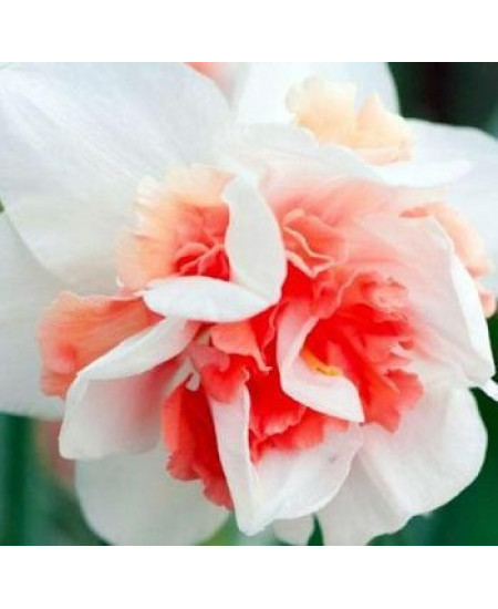 Нарцисс "Rosy Cloud" 3шт в упаковке Нарцисс "Rosy Cloud" 3шт в упаковке