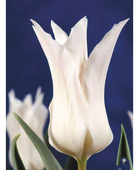 Тюльпан "Tres Chic" 3шт в упаковке Тюльпан "Tres Chic" 3шт в упаковке