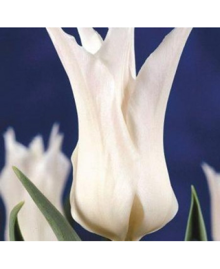 Тюльпан "Tres Chic" 3шт в упаковке Тюльпан "Tres Chic" 3шт в упаковке