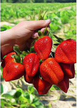 Клубника Маршал (Упаковка 5шт)