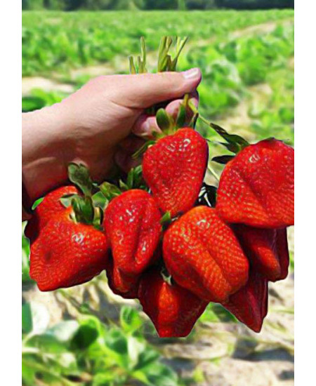 Клубника Маршал (Упаковка 5шт) Клубника Маршал (Упаковка 5шт)