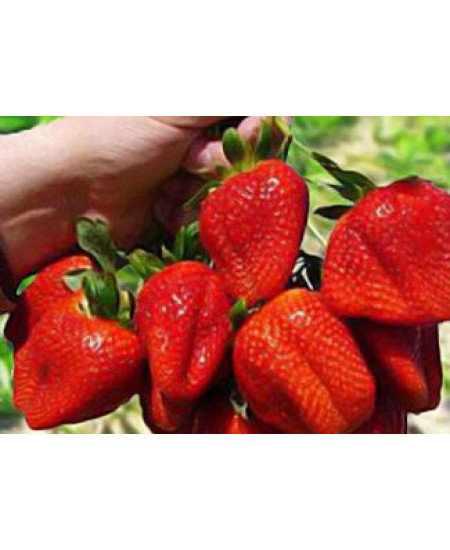 Клубника Маршал (Упаковка 5шт) Клубника Маршал (Упаковка 5шт)