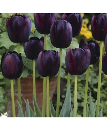 Тюльпан попугайный "Куин Оф Найт" (Queen of Night) 3шт в упаковке (размер 10\11) Тюльпан попугайный "Куин Оф Найт" (Queen of Night) 3шт в упаковке (размер 10\11)