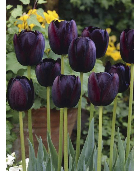 Тюльпан попугайный "Куин Оф Найт" (Queen of Night) 3шт в упаковке (размер 10\11) Тюльпан попугайный "Куин Оф Найт" (Queen of Night) 3шт в упаковке (размер 10\11)