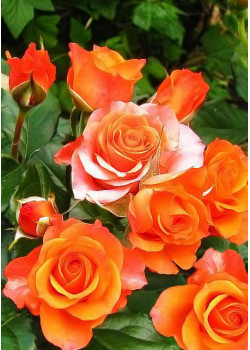 Роза спрей Лайт Оранж 