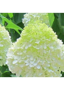 ГОРТЕНЗИЯ МЕТЕЛЬЧАТАЯ ЛИМОННЫЙ СВЕТ