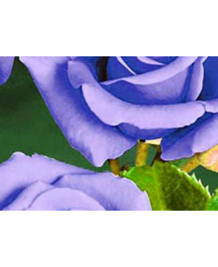 Роза чайно-гибридная Голубой нил Роза чайно-гибридная Голубой нил