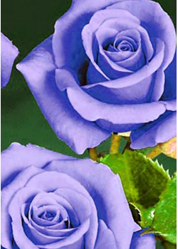 Роза чайно-гибридная Голубой нил