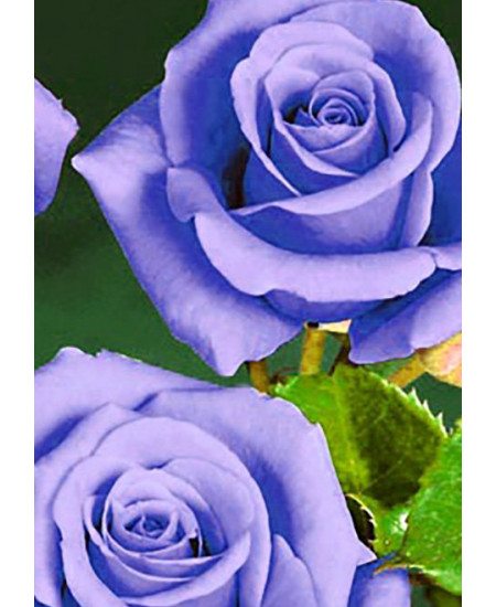 Роза чайно-гибридная Голубой нил Роза чайно-гибридная Голубой нил