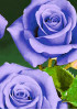 Роза чайно-гибридная Голубой нил Роза чайно-гибридная Голубой нил