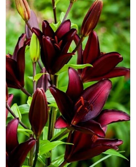 Лилия азиатская "Маскара" (Mascara) 3шт в упаковке (размер 12\14) Лилия азиатская "Маскара" (Mascara) 3шт в упаковке (размер 12\14)