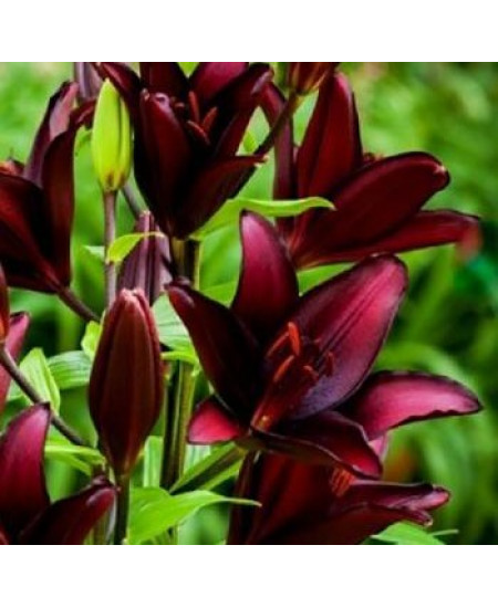 Лилия азиатская "Маскара" (Mascara) 3шт в упаковке (размер 12\14) Лилия азиатская "Маскара" (Mascara) 3шт в упаковке (размер 12\14)