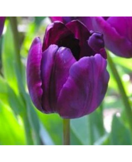 Тюльпан триумф "Сайгон" (Saigon) 3шт в упаковке (размер 12\+) Тюльпан триумф "Сайгон" (Saigon) 3шт в упаковке (размер 12\+)