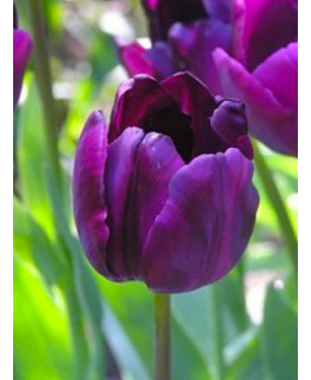 Тюльпан триумф "Сайгон" (Saigon) 3шт в упаковке (размер 12\+) Тюльпан триумф "Сайгон" (Saigon) 3шт в упаковке (размер 12\+)