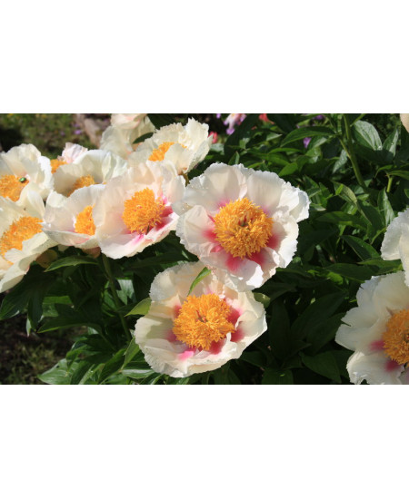 Пион Афина Пион Афина