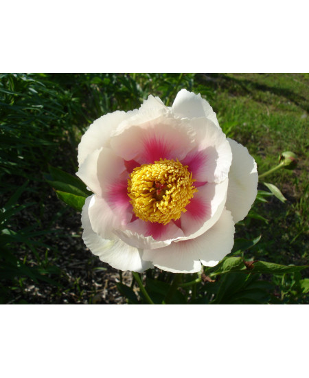 Пион Афина Пион Афина