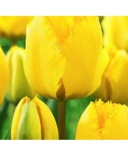 Тюльпан бахромчатый "Кристал Стар" (Crystal Star) 3шт в упаковке (размер 10/11) Тюльпан бахромчатый "Кристал Стар" (Crystal Star) 3шт в упаковке (размер 10/11)