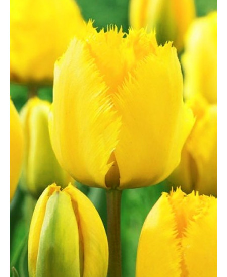 Тюльпан бахромчатый "Кристал Стар" (Crystal Star) 3шт в упаковке (размер 10/11) Тюльпан бахромчатый "Кристал Стар" (Crystal Star) 3шт в упаковке (размер 10/11)