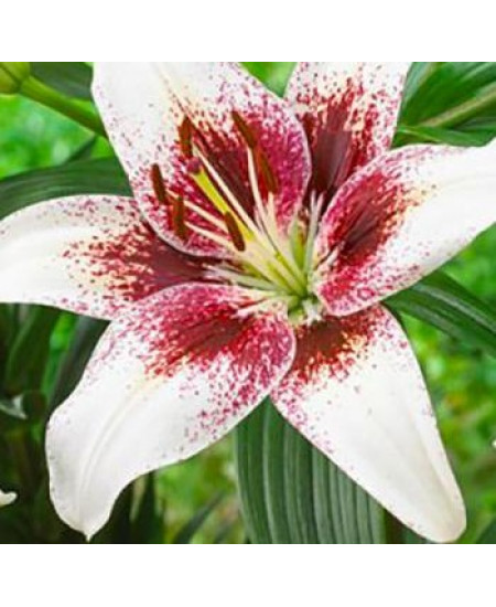 Лилия азиатская "Изи Спот" (Easy Spot) 3шт в упаковке (размер 12\14) Лилия азиатская "Изи Спот" (Easy Spot) 3шт в упаковке (размер 12\14)