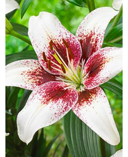 Лилия азиатская "Изи Спот" (Easy Spot) 3шт в упаковке (размер 12\14) Лилия азиатская "Изи Спот" (Easy Spot) 3шт в упаковке (размер 12\14)