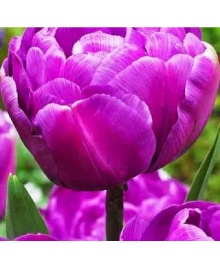 Тюльпан махровый поздний "Блю Даймонд" (Blue Diamond) 3шт в упаковке (размер 11\12) Тюльпан махровый поздний "Блю Даймонд" (Blue Diamond) 3шт в упаковке (размер 11\12)