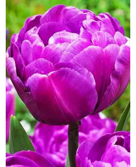 Тюльпан махровый поздний "Блю Даймонд" (Blue Diamond) 3шт в упаковке (размер 11\12) Тюльпан махровый поздний "Блю Даймонд" (Blue Diamond) 3шт в упаковке (размер 11\12)