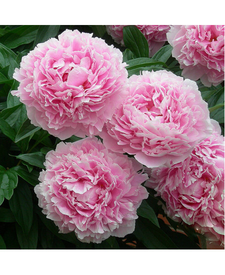 Пион травянистый Сара Бернар Пион травянистый Сара Бернар