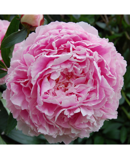 Пион травянистый Сара Бернар Пион травянистый Сара Бернар