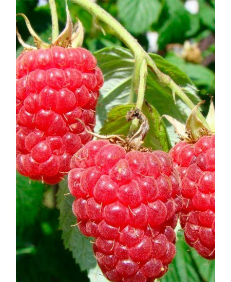 Малина Мария Малина Мария